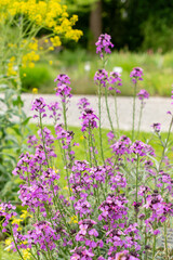 Obraz premium Erysimum Bicolor plant in Saint Gallen in Switzerland
