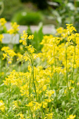 Fototapeta premium Erysimum Pulchellum plant in Saint Gallen in Switzerland
