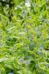 Green alkanet or Pentaglottis Sempervirens plant in Saint Gallen in Switzerland