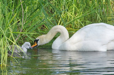 Obraz premium A swan family with chicks. 