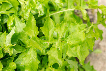 Acanthus Hungaricus plant in Saint Gallen in Switzerland