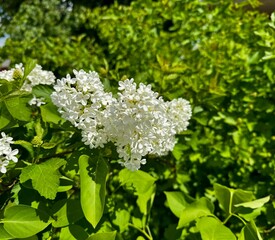 Lilac Bush with White Flowers and Green Leaves Adds Beauty to the Landscape. Exquisite Floral Garden Blooms. Lively Nature Scenery for Outdoor Decor. Botanical Wildlife.