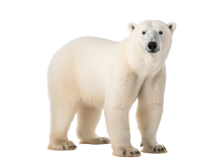 a polar bear standing on a white background