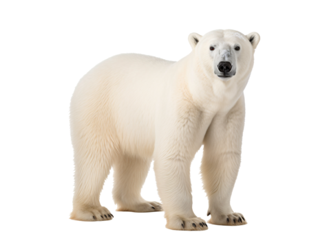 a polar bear standing on a white background