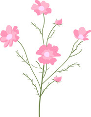 핑크 코스모스 꽃