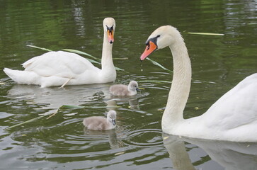 Fototapeta premium A swan family with chicks. 