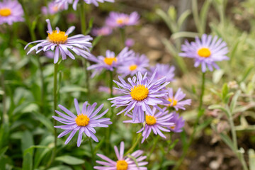 Obraz premium Aster Himalaicus plant in Saint Gallen in Switzerland