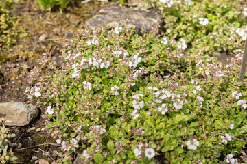 Obraz premium Chickweed babys breath or Gypsophila Cerastioides plant in Saint Gallen in Switzerland