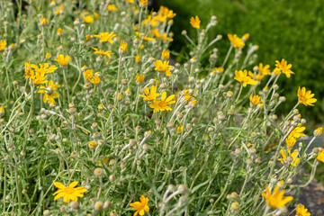Fototapeta premium Common woolly sunflower or Eriophyllum Lanatum plant in Saint Gallen in Switzerland