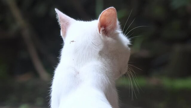 Cat moving ears backwards to hear where a sound is coming from. Cat swivels ears to capture sound coming from back.