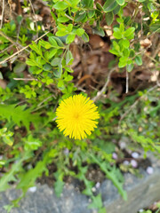 dandelion in the grass