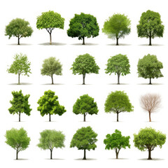 Fototapeta premium Diverse Trees Collection Isolated on White for Landscaping