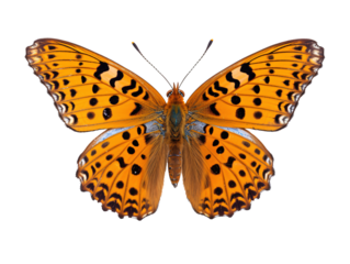 a close up of a butterfly