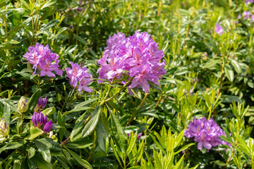 Fototapeta premium Rhododendron Ponticum plant in Saint Gallen in Switzerland