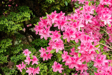 Obraz premium Hardy gloxinia or Incarvillea Delavayi plant in Saint Gallen in Switzerland