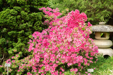 Hardy gloxinia or Incarvillea Delavayi plant in Saint Gallen in Switzerland