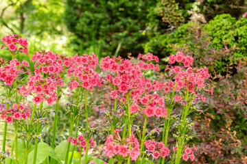 Obraz premium Mealy primrose or Primula Pulverulenta plant in Saint Gallen in Switzerland