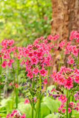 Mealy primrose or Primula Pulverulenta plant in Saint Gallen in Switzerland