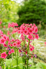 Mealy primrose or Primula Pulverulenta plant in Saint Gallen in Switzerland