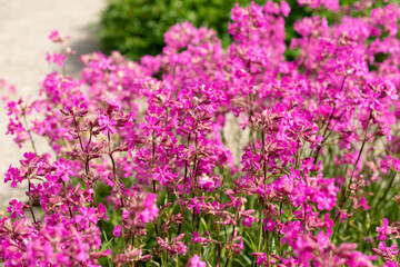 Fototapeta premium Sticky catchfly or Silene Viscaria plant in Saint Gallen in Switzerland