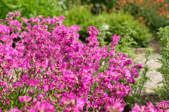 Sticky catchfly or Silene Viscaria plant in Saint Gallen in Switzerland