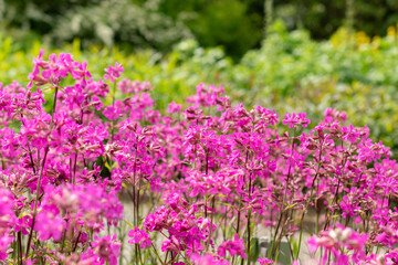 Obraz premium Sticky catchfly or Silene Viscaria plant in Saint Gallen in Switzerland