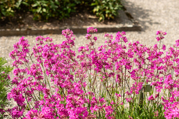 Obraz premium Sticky catchfly or Silene Viscaria plant in Saint Gallen in Switzerland