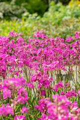 Fototapeta premium Sticky catchfly or Silene Viscaria plant in Saint Gallen in Switzerland