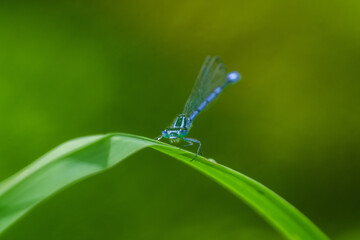 Closeup of a colorful Blue Dragonfly on a blade of grass in its natural habitat