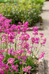 Obraz premium Sticky catchfly or Silene Viscaria plant in Saint Gallen in Switzerland