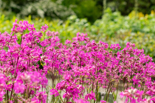 Sticky catchfly or Silene Viscaria plant in Saint Gallen in Switzerland