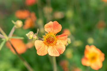 Geum Hybride plant in Saint Gallen in Switzerland