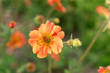 Geum Hybride plant in Saint Gallen in Switzerland