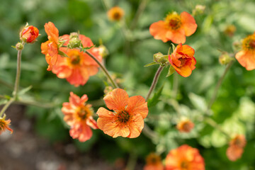 Geum Hybride plant in Saint Gallen in Switzerland