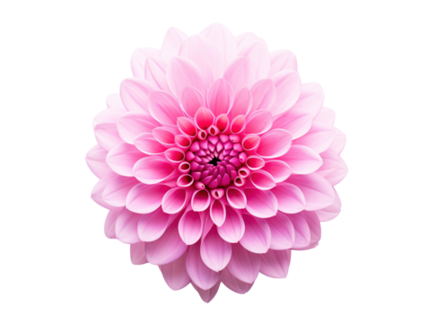 a close up of a pink flower