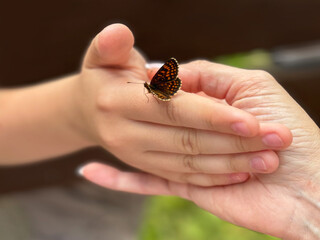 Beautiful butterfly on hands with blurred background in natural color tones.
