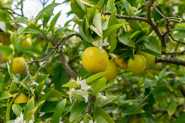 Oranges or Citrus Sinensis plant in Saint Gallen in Switzerland