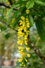 Scotch Laburnum or Laburnum Alpinum plant in Saint Gallen in Switzerland