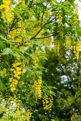 Scotch Laburnum or Laburnum Alpinum plant in Saint Gallen in Switzerland