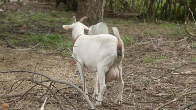 A white dairy goat is pooping on the farm with its tail raised. Natural life processes of agricultural domestic animals.