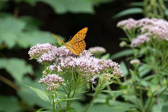 Silver washed fritillary (Argynnis paphia) orange butterfly at hemp agrimony (eupatorium cannabinum)