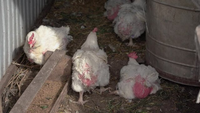 White broilers in a rural home chicken coop