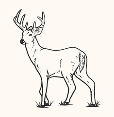 Deer Line Art Illustration Vector