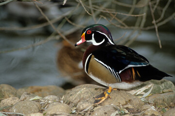 Canard carolin, Canard branchu,.Aix sponsan, Wood Duck
