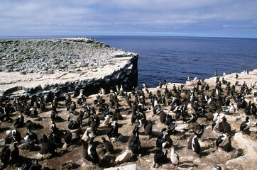 Cormoran impérial,.Leucocarbo atriceps , Imperial Shag,  Iles Falkland, Malouines