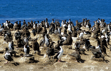 Cormoran impérial,.Leucocarbo atriceps , Imperial Shag,  Iles Falkland, Malouines
