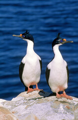 Cormoran impérial,.Leucocarbo atriceps , Imperial Shag,  Iles Falkland, Malouines