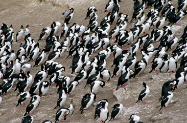Cormoran impérial,.Leucocarbo atriceps , Imperial Shag,  Iles Falkland, Malouines