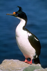 Naklejka premium Cormoran impérial,.Leucocarbo atriceps , Imperial Shag, Iles Falkland, Malouines