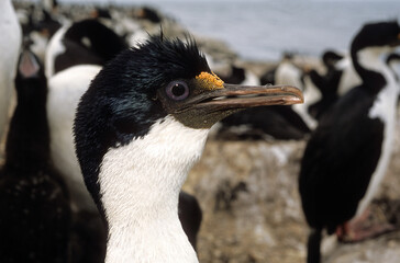 Cormoran impérial,.Leucocarbo atriceps , Imperial Shag,  Iles Falkland, Malouines